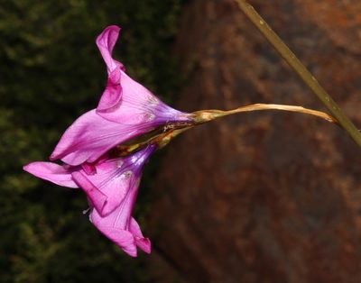 Dierama robustum, photographed by Brian du Preez