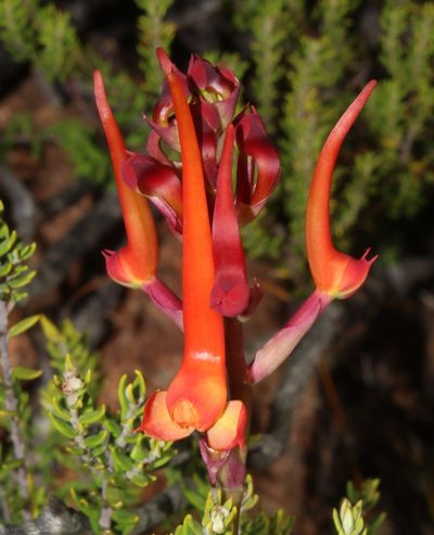 Disa porrecta, photographed by Brian du Preez