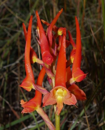 Disa porrecta, photographed by Brian du Preez