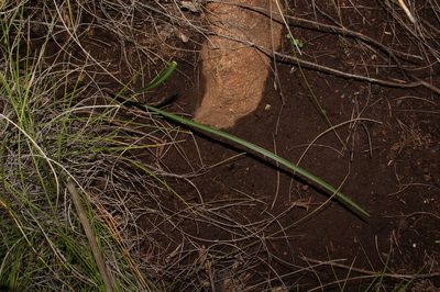 Cyrtanthus macowanii, photographed by Brian du Preez