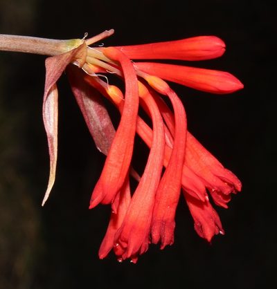 Cyrtanthus macowanii, photographed by Brian du Preez