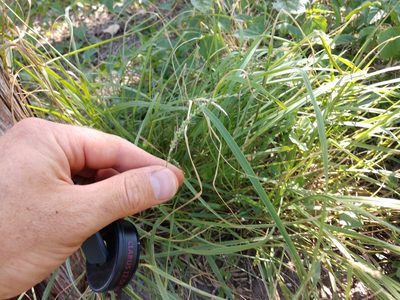 Setaria leucopila, photographed by Cleveland Powell