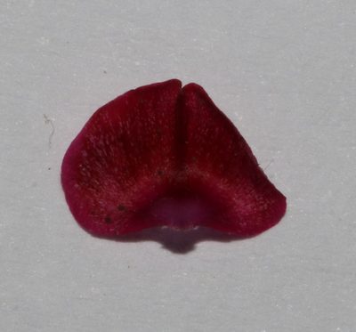 Indigofera magnifica, photographed by Brian du Preez