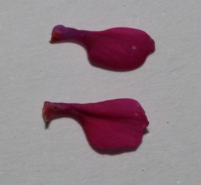 Indigofera magnifica, photographed by Brian du Preez