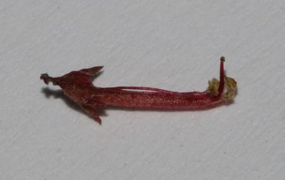 Indigofera magnifica, photographed by Brian du Preez
