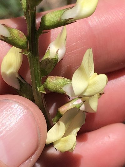 Astragalus deanei, photographed by Amy Huie