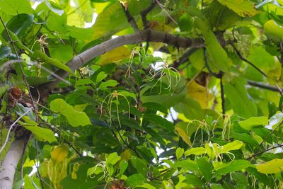 Strophanthus divaricatus, photographed by portioid