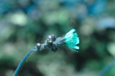 Pilosella floribunda, photographed by Étienne Lacroix-Carignan