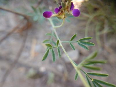 Dalea pogonathera, photographed by Cleveland Powell