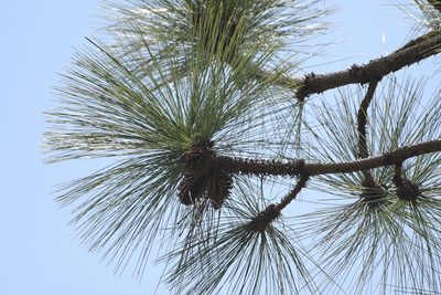 Pinus montezumae, photographed by Neptalí Ramírez Marcial