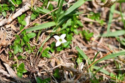 Arcytophyllum serpyllaceum, photographed by Neptalí Ramírez Marcial