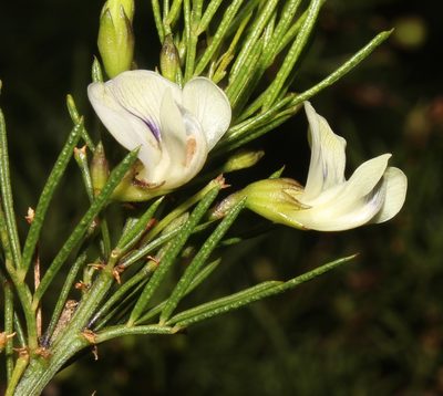 Psoralea margaretiflora, photographed by Brian du Preez