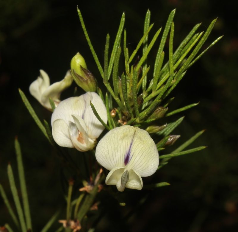 Psoralea margaretiflora, photographed by Brian du Preez