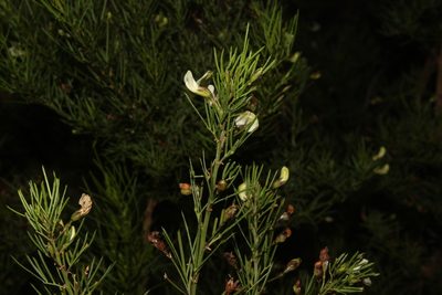 Psoralea margaretiflora, photographed by Brian du Preez
