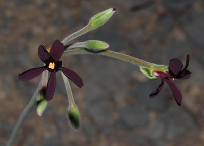 Pelargonium sidoides, photographed by Brian du Preez