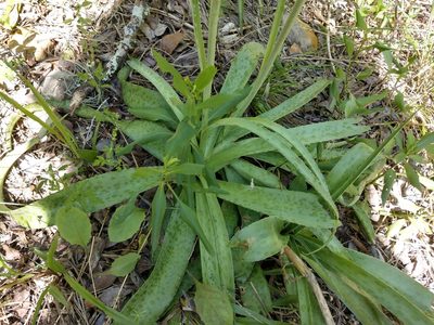 Agave maculata, photographed by Cleveland Powell