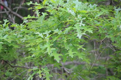 Quercus lyrata, photographed by Ashwin Srinivasan