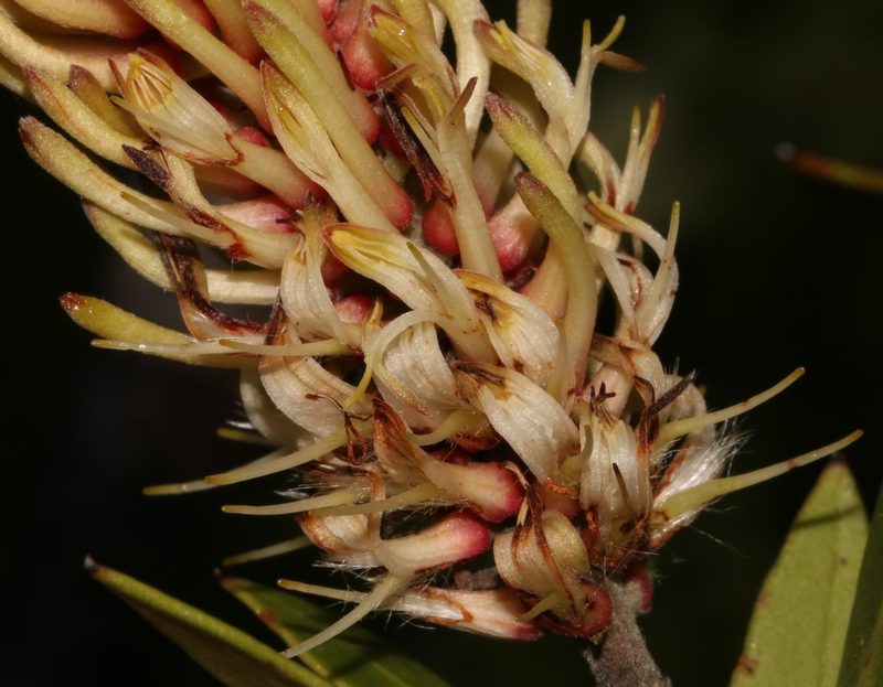 Faurea recondita, photographed by Brian du Preez
