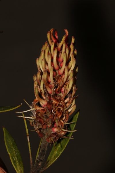Faurea recondita, photographed by Brian du Preez