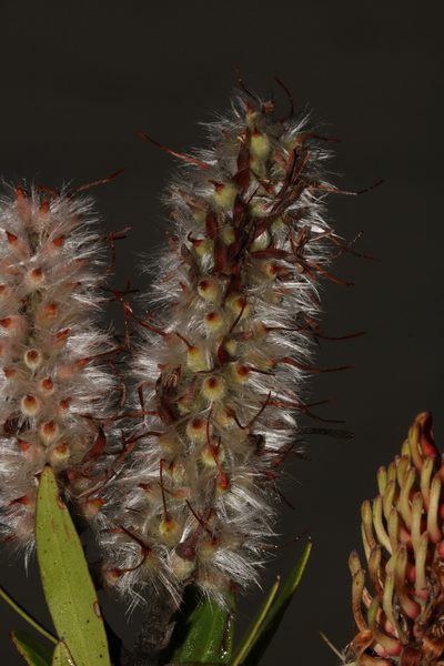Faurea recondita, photographed by Brian du Preez