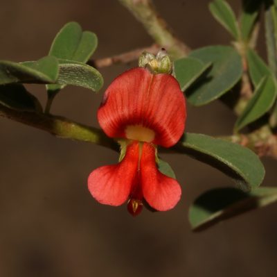 Indigofera sessilifolia, photographed by Brian du Preez