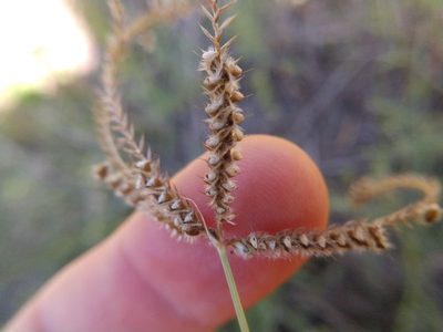 Stapfochloa ciliata, photographed by Cleveland Powell