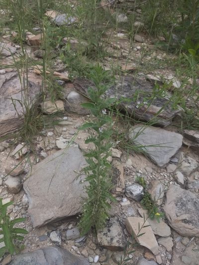 Andrographis echioides, photographed by P Jeganathan