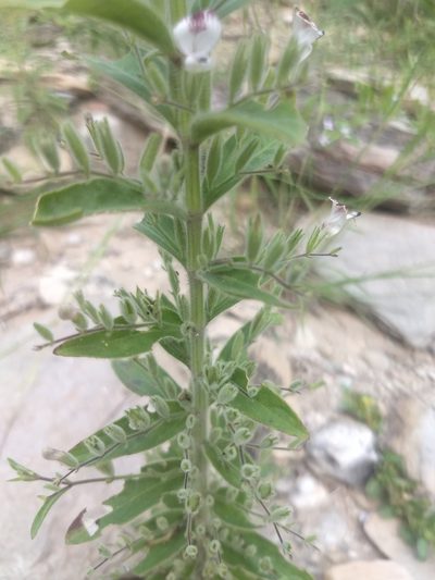 Andrographis echioides, photographed by P Jeganathan
