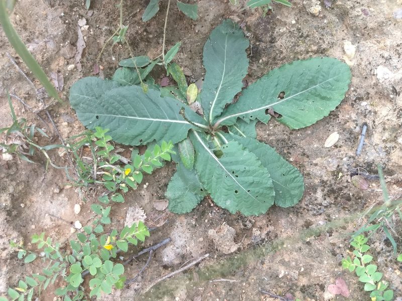 Elytraria acaulis, photographed by P Jeganathan