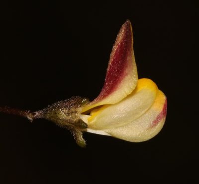 Aspalathus tenuissima, photographed by Brian du Preez