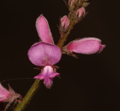 Indigofera declinata, photographed by Brian du Preez