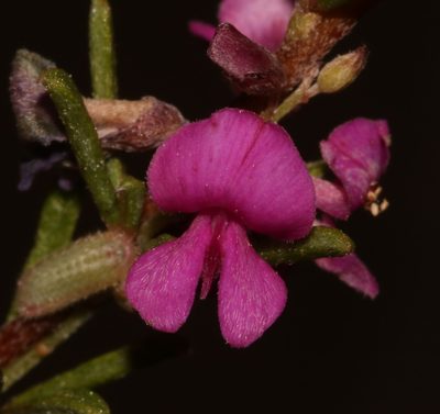 Indigofera pappei, photographed by Brian du Preez
