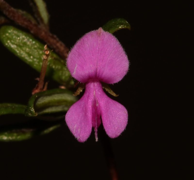 Indigofera semota, photographed by Brian du Preez