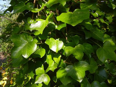 Hedera hibernica, photographed by Jon Mortin