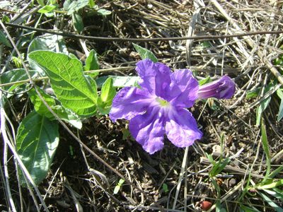 Ruellia lactea, photographed by Tereso Hernández Morales