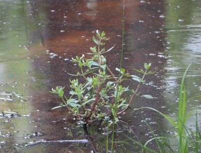 Gratiola virginiana, photographed by Ashwin Srinivasan