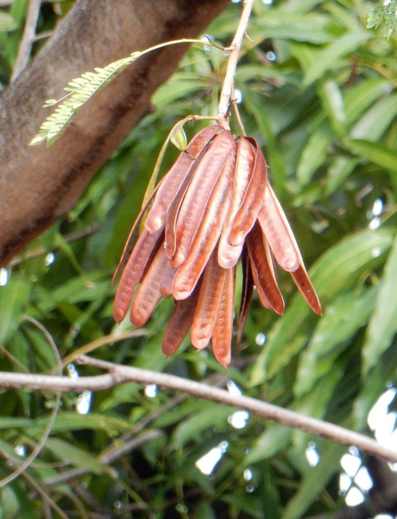 Leucaena macrophylla, photographed by Yolanda M. Leon