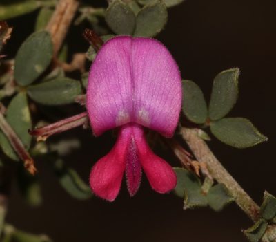 Indigofera nigromontana, photographed by Brian du Preez