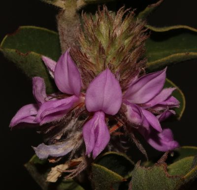 Indigofera superba, photographed by Brian du Preez