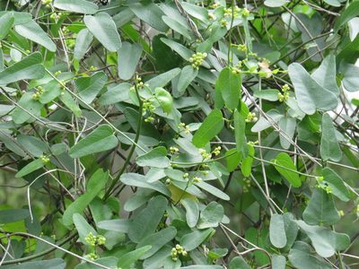 Nephroia diversifolia, photographed by johnyochum