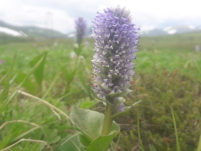 Lagotis glauca, photographed by Валерия Ковалева