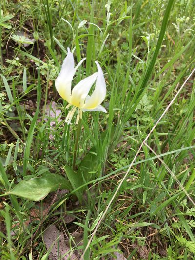 Erythronium multiscapideum, photographed by rickr
