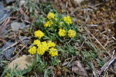 Lomatium cous, photographed by Daniel Patterson