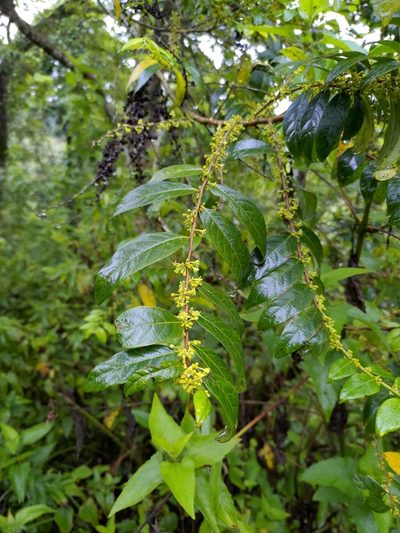 Glochidion acuminatum, photographed by Lin Scott