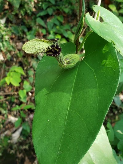 Aristolochia pilosa, photographed by Denise Dalbosco Dell'Aglio