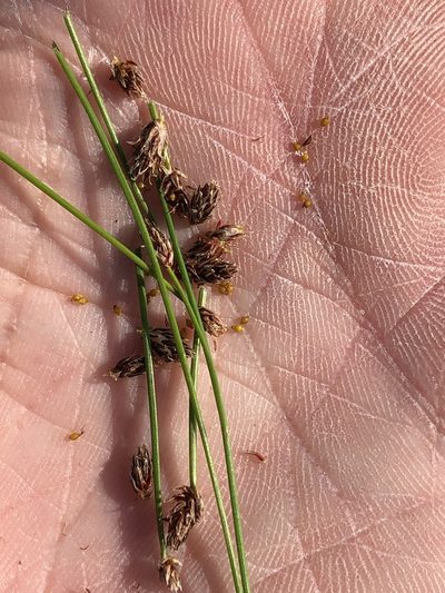Eleocharis occulta, photographed by Sam Kieschnick