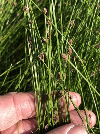 Eleocharis occulta, photographed by Sam Kieschnick