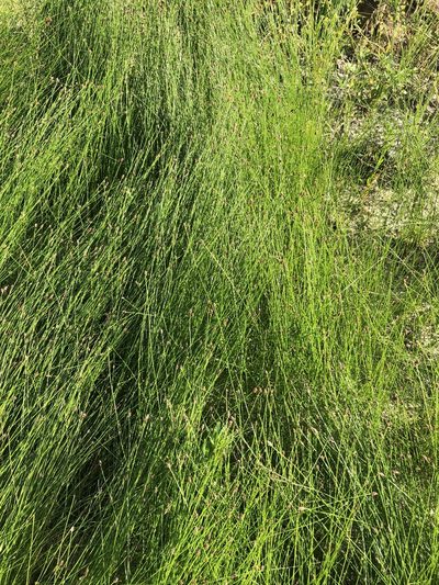 Eleocharis occulta, photographed by Sam Kieschnick