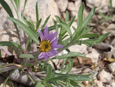 Townsendia texensis, photographed by crseaquist