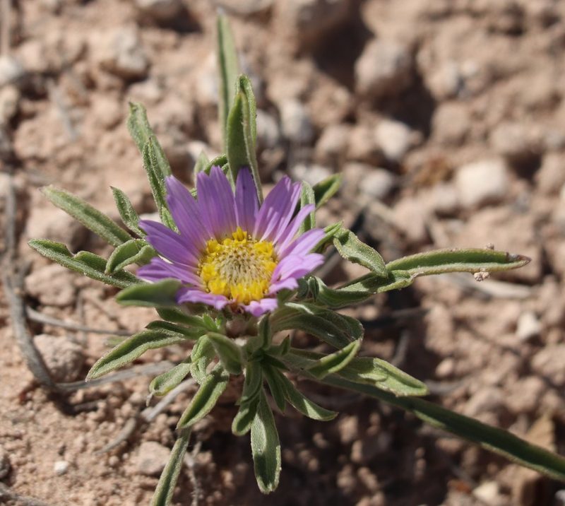 Townsendia texensis, photographed by crseaquist